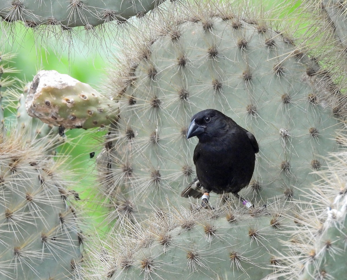 Common Cactus-Finch - ML636316674