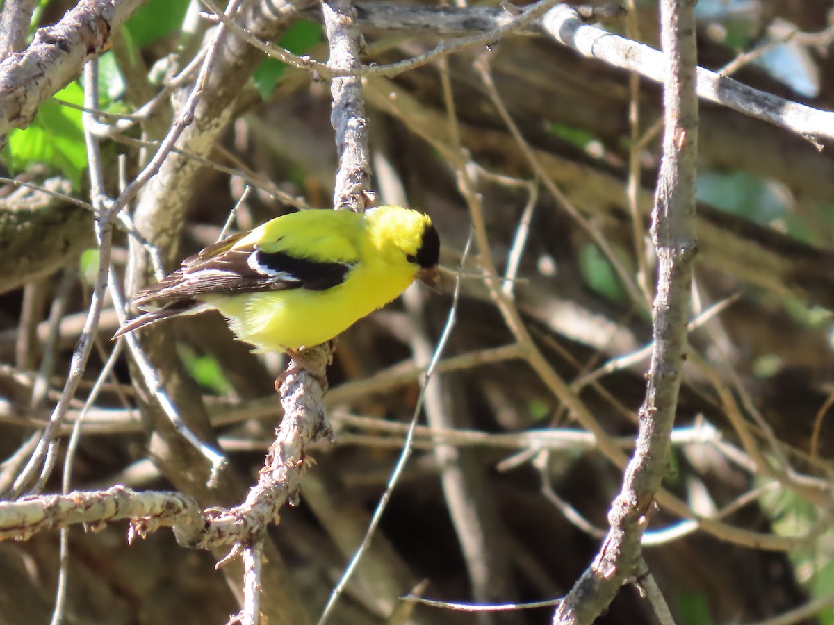 American Goldfinch - ML636316684