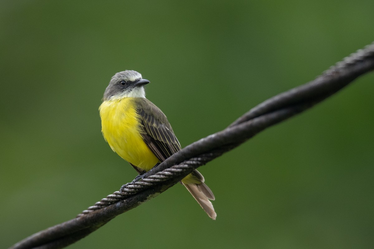 Gray-capped Flycatcher - ML636316790
