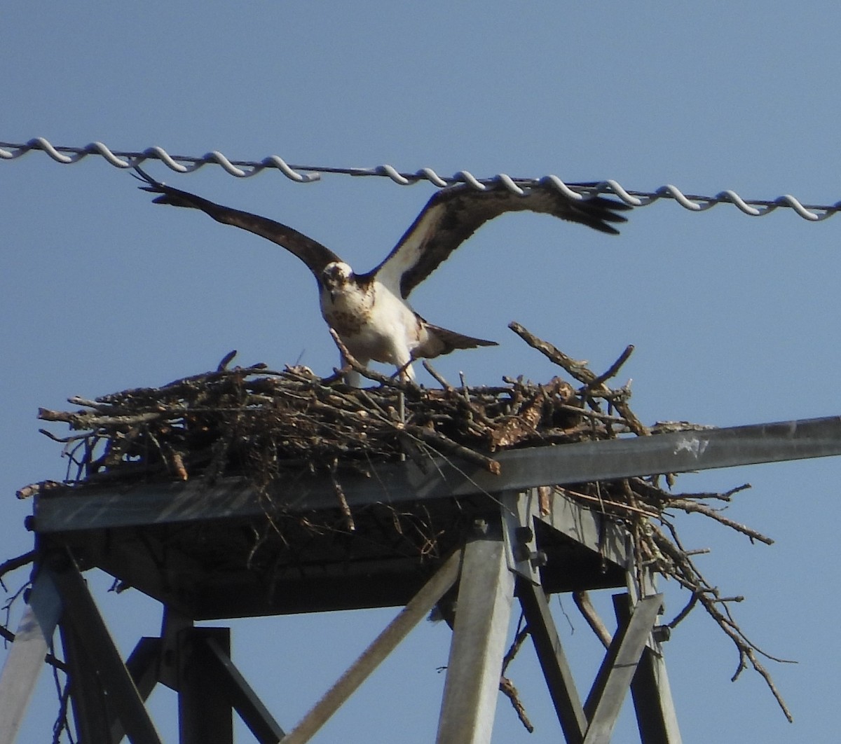 Osprey - ML636316871