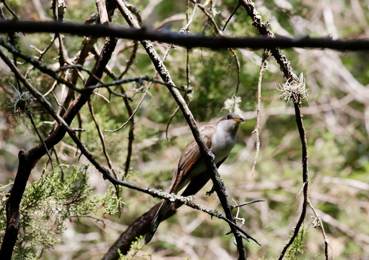 Coulicou à bec jaune - ML636316875