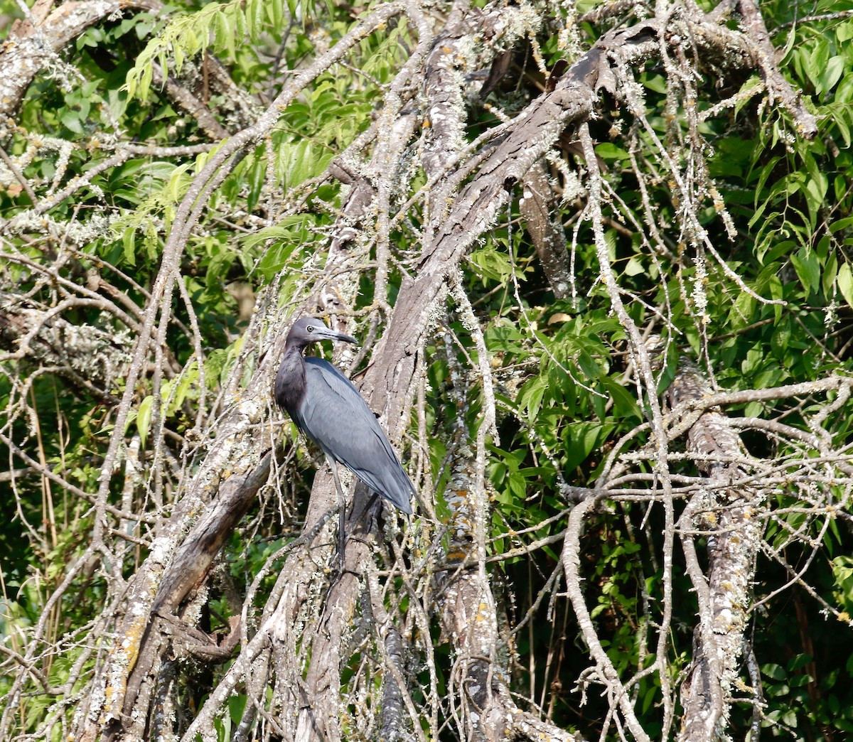 Aigrette bleue - ML636316883