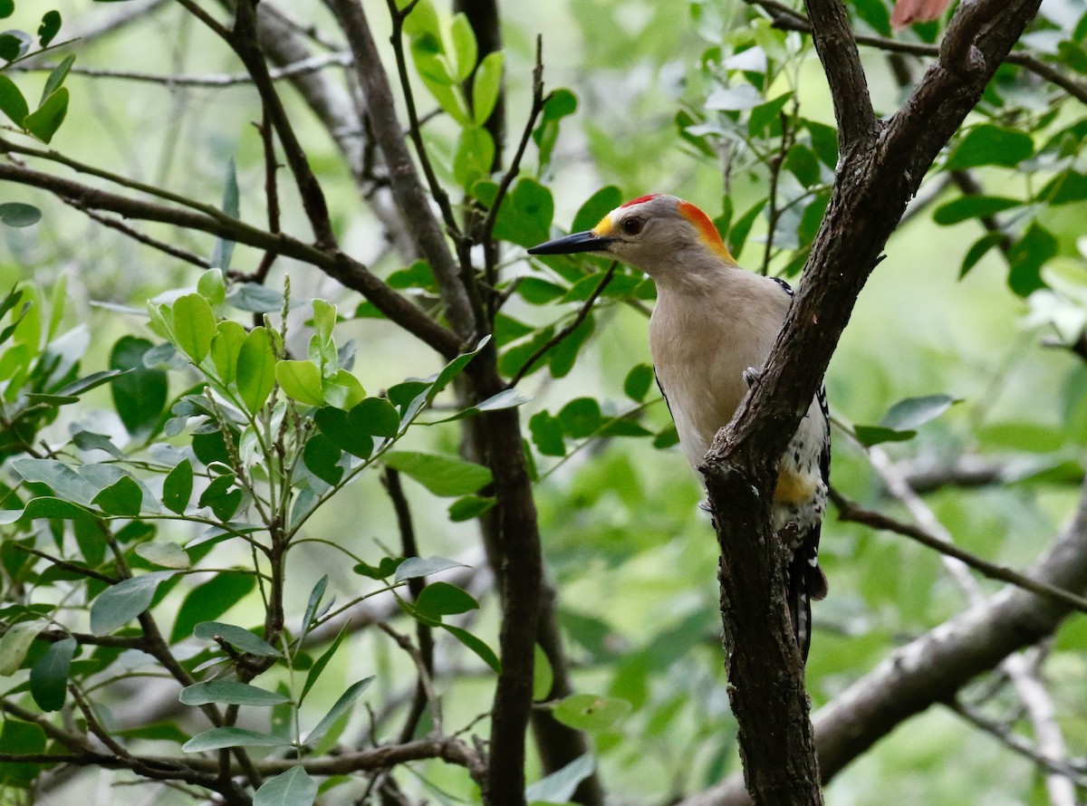 Pic à front doré - ML636316898