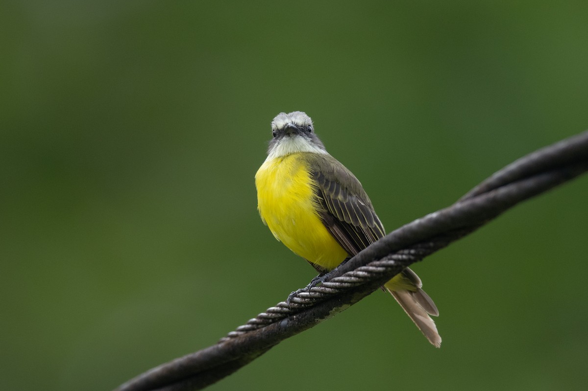Gray-capped Flycatcher - ML636316917
