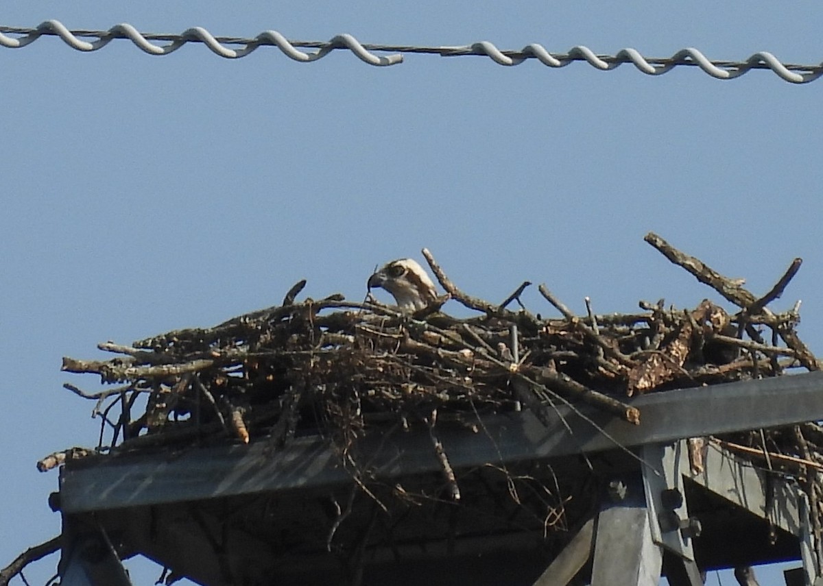 Osprey - ML636316918
