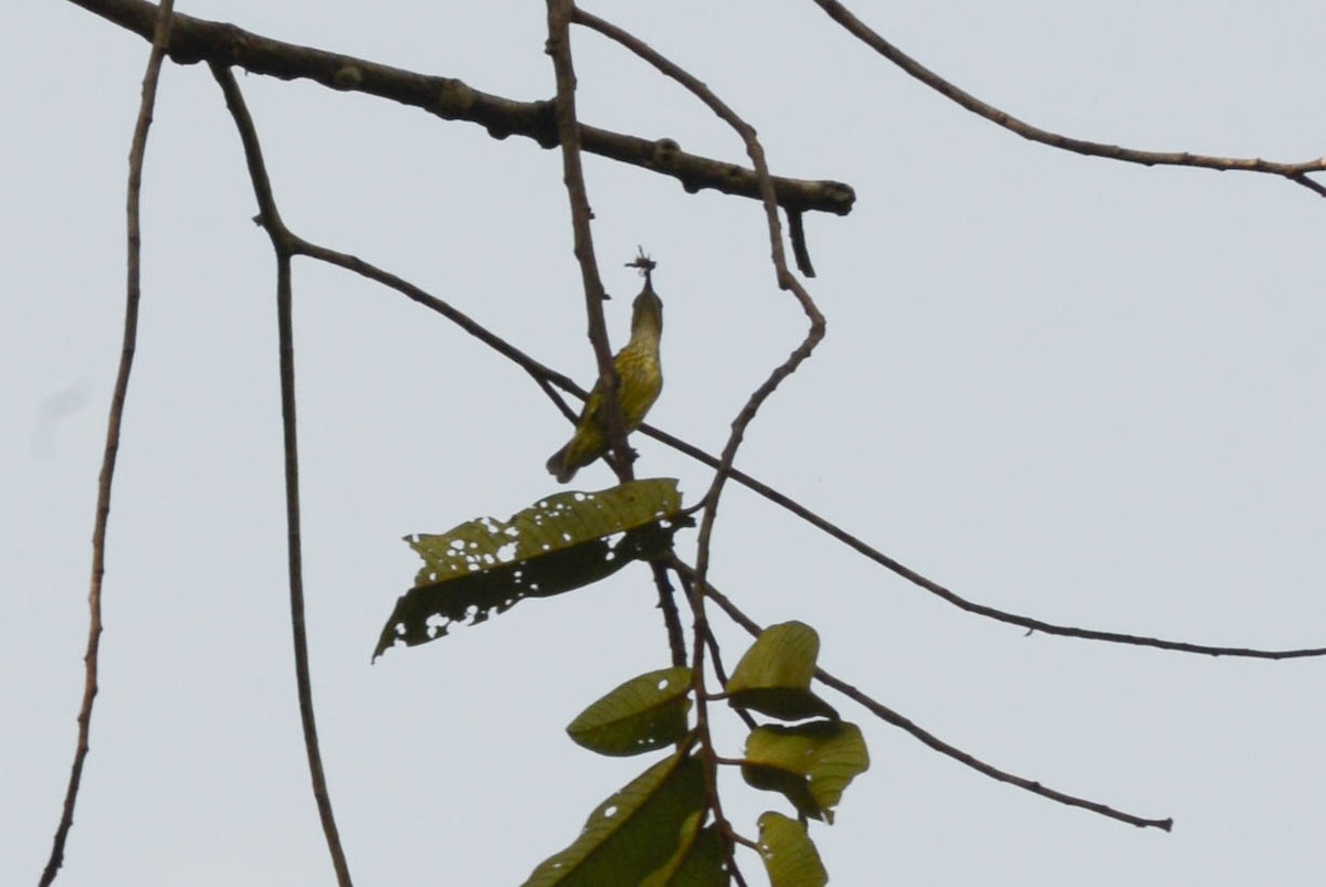 Johanna's Sunbird - ML636316943