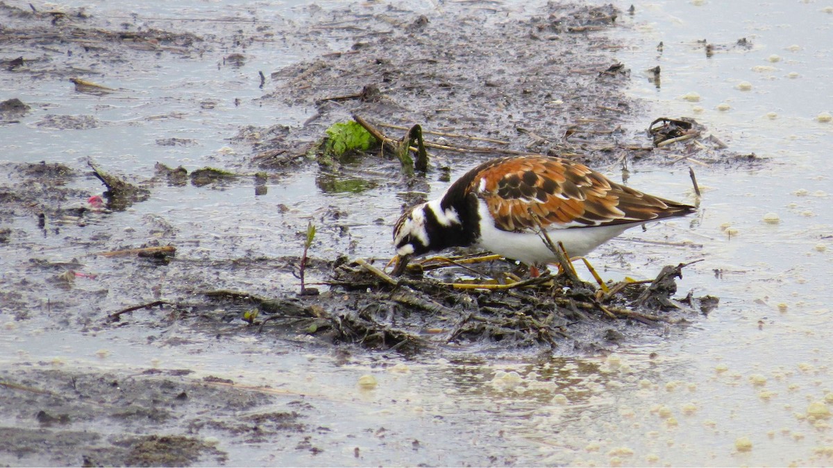 Ruddy Turnstone - ML636316949