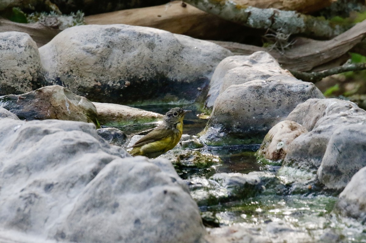 Paruline à joues grises - ML636316951