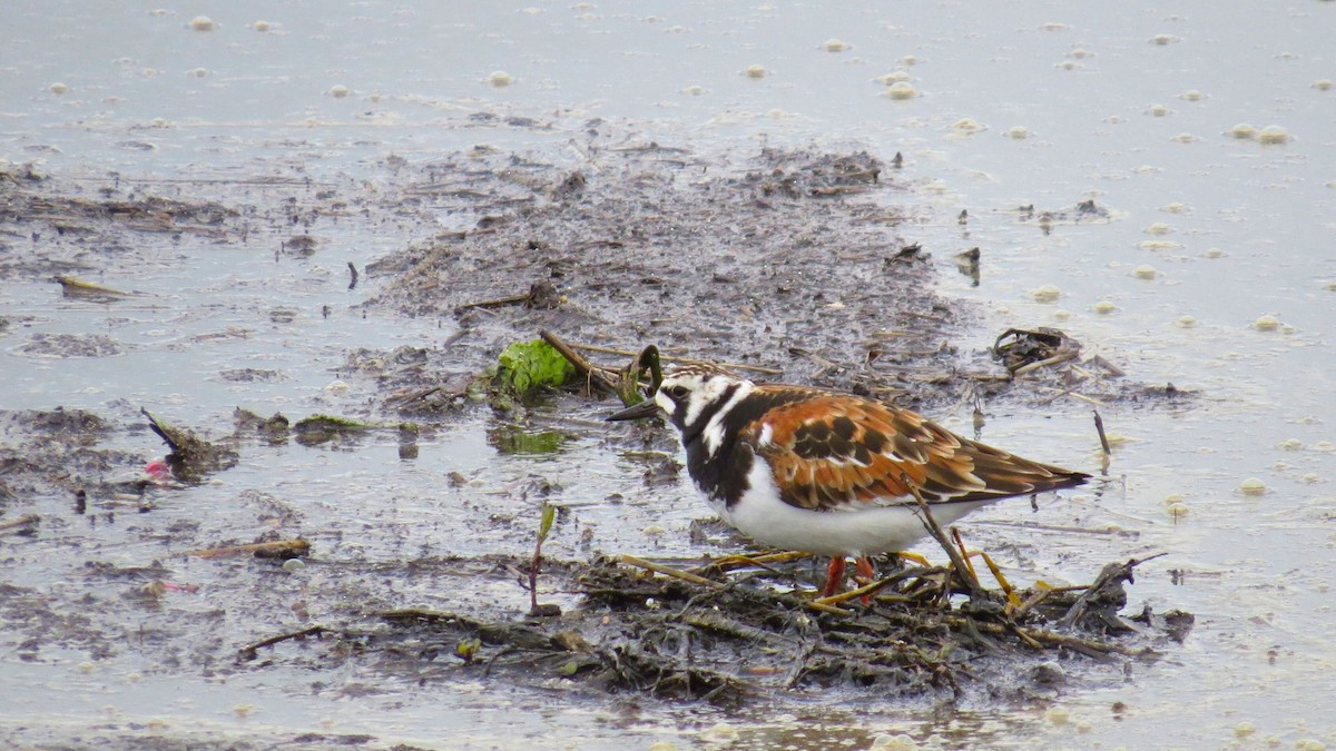 Ruddy Turnstone - ML636316971