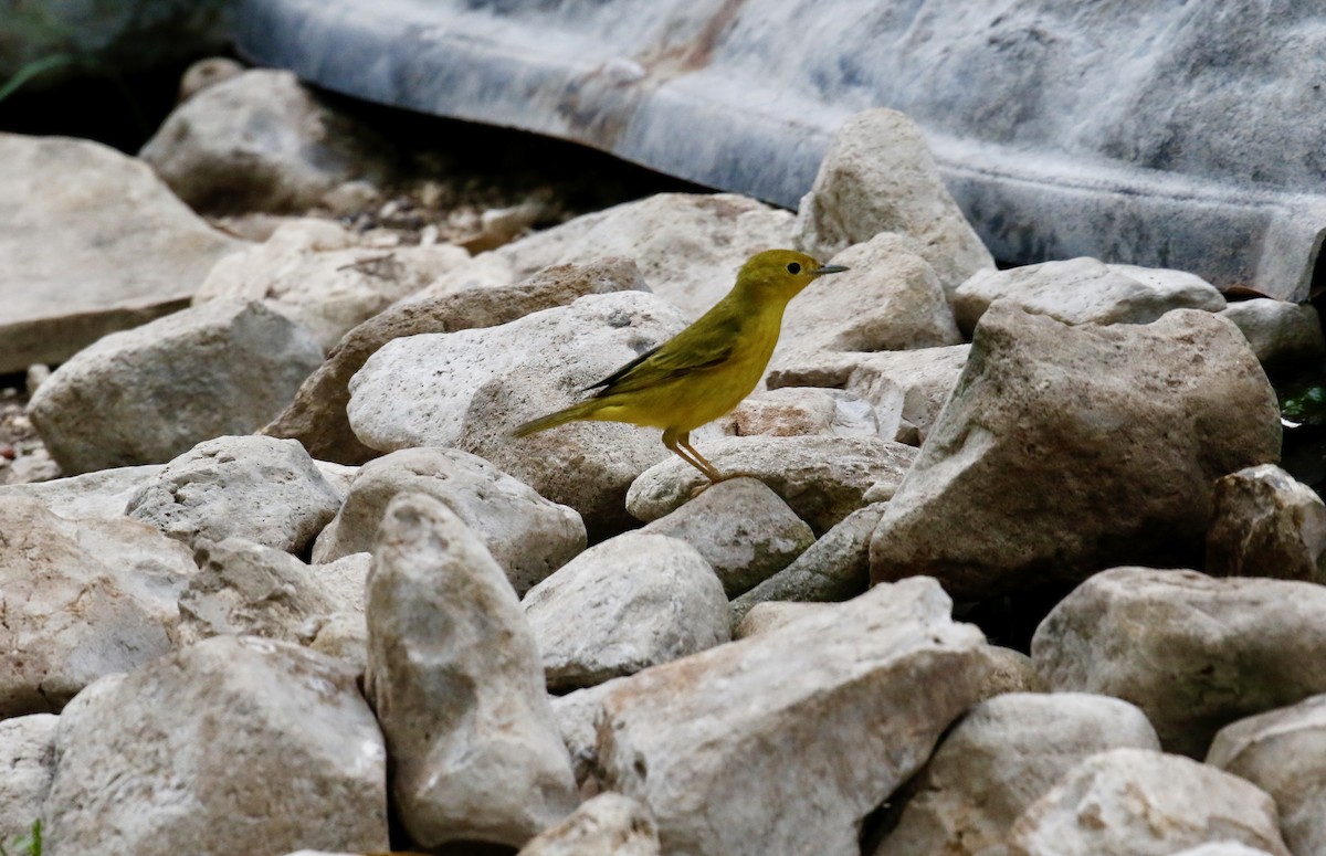 Paruline jaune - ML636316981