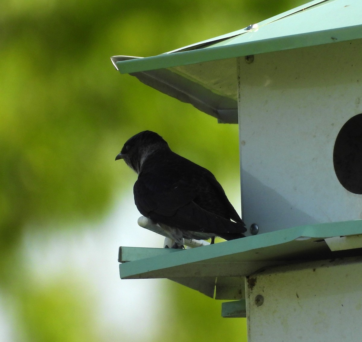 Purple Martin - ML636316983