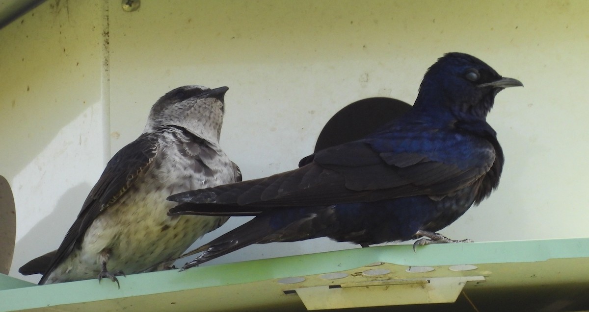 Purple Martin - ML636316985