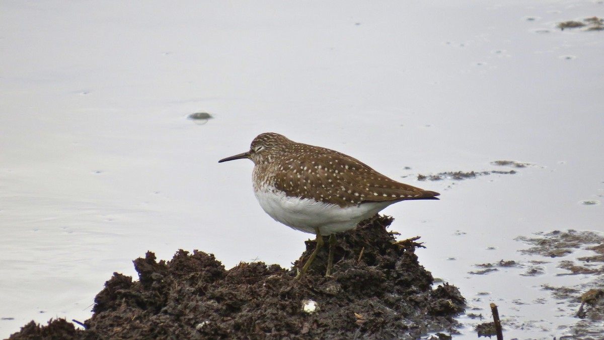 Solitary Sandpiper - ML636316996