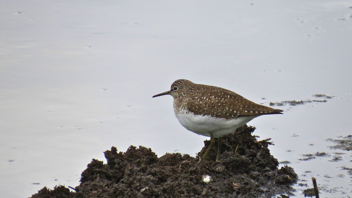 Solitary Sandpiper - ML636317002