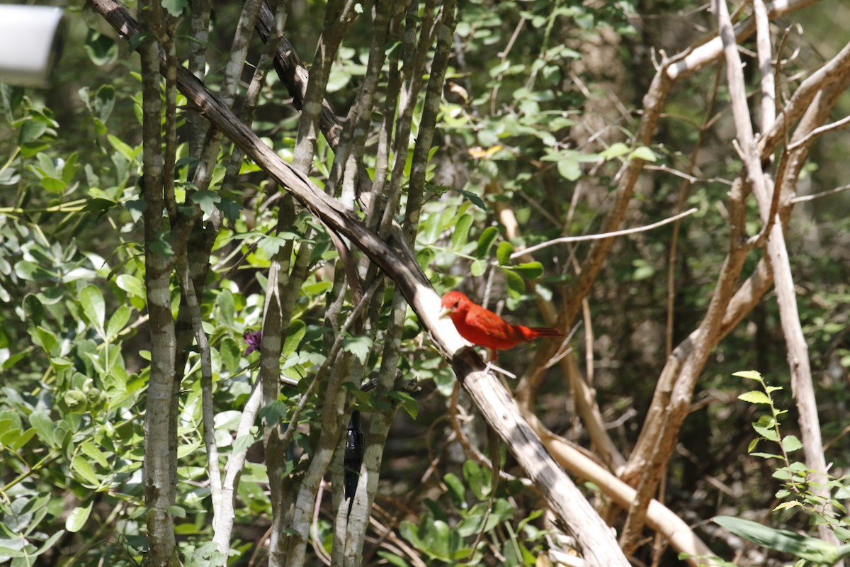 Piranga vermillon - ML636317013