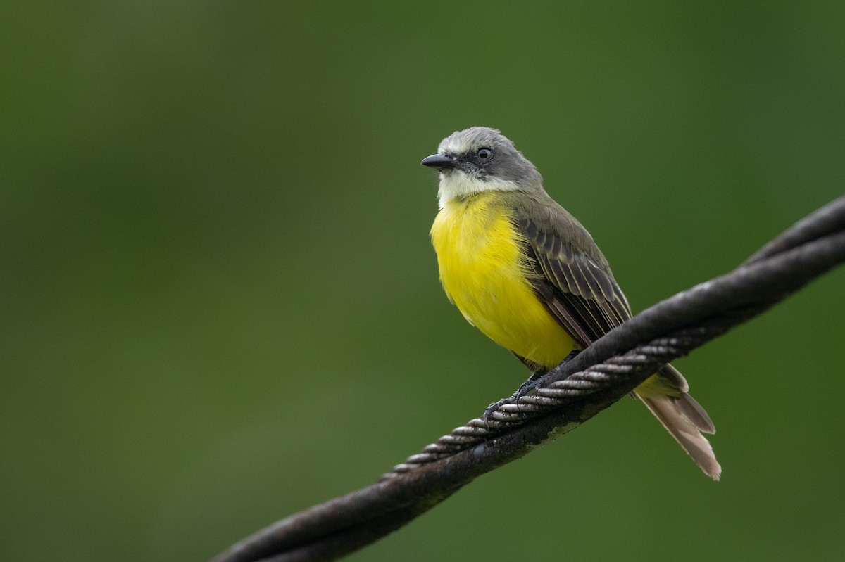Gray-capped Flycatcher - ML636317068