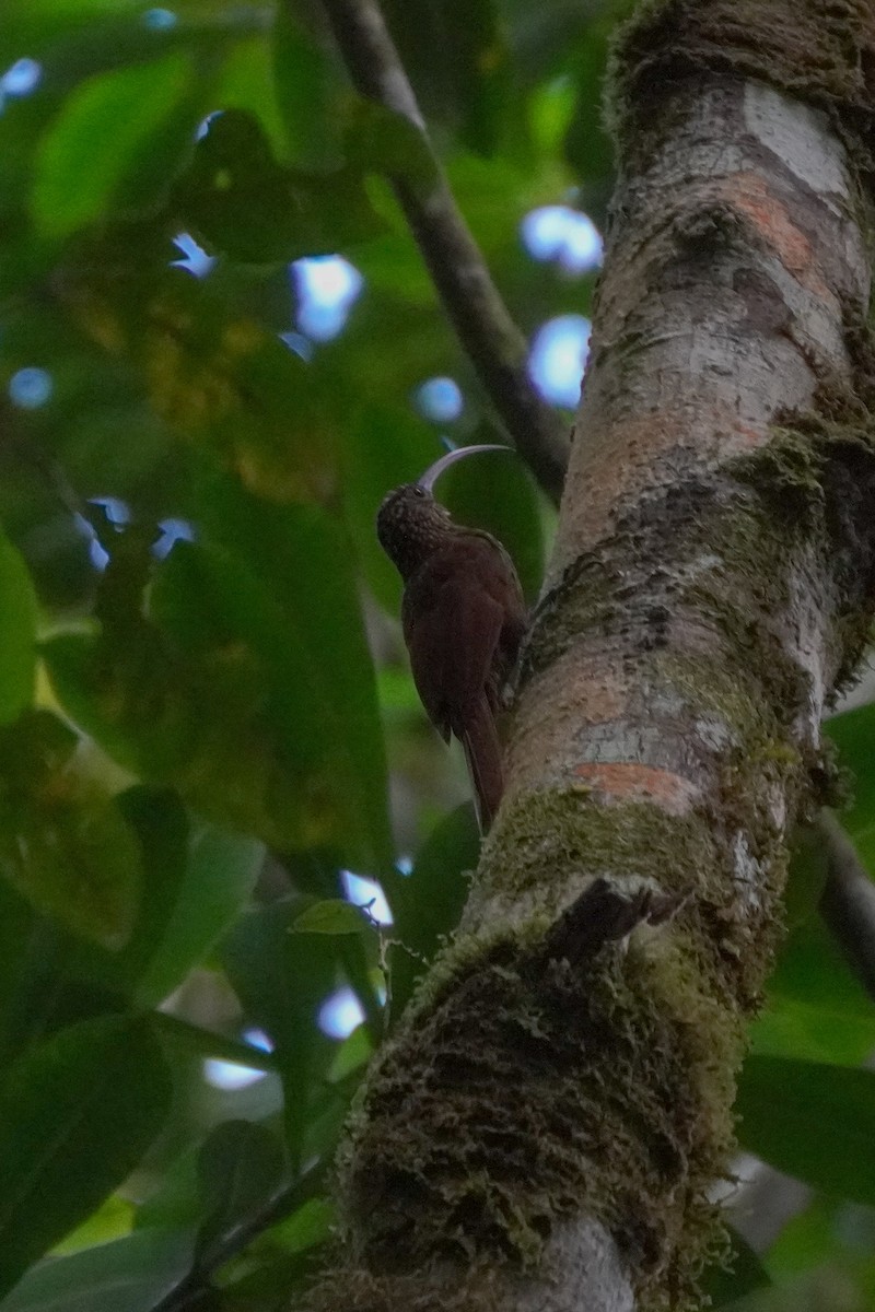 Brown-billed Scythebill - ML636317136