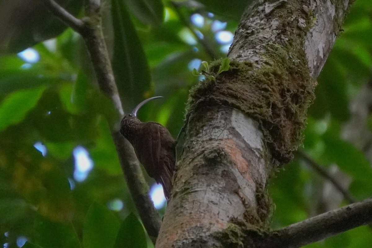 Brown-billed Scythebill - ML636317137