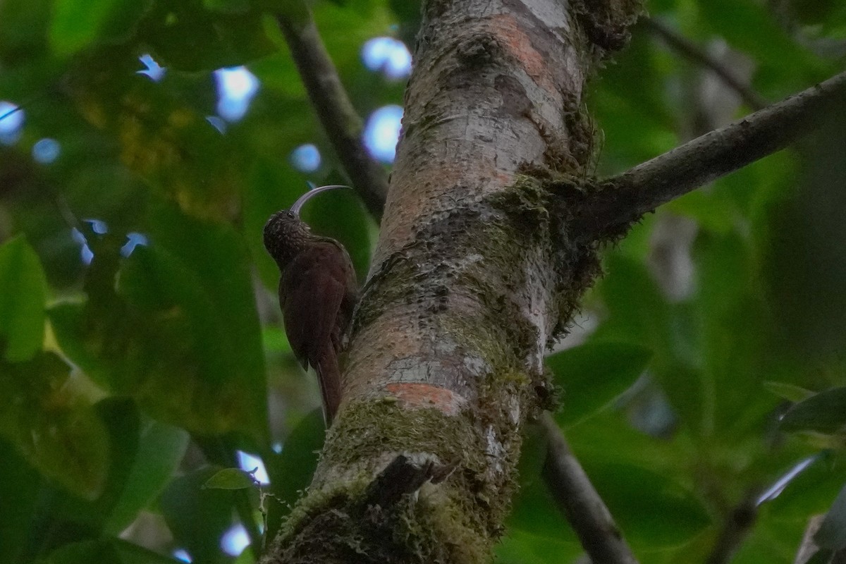 Brown-billed Scythebill - ML636317138