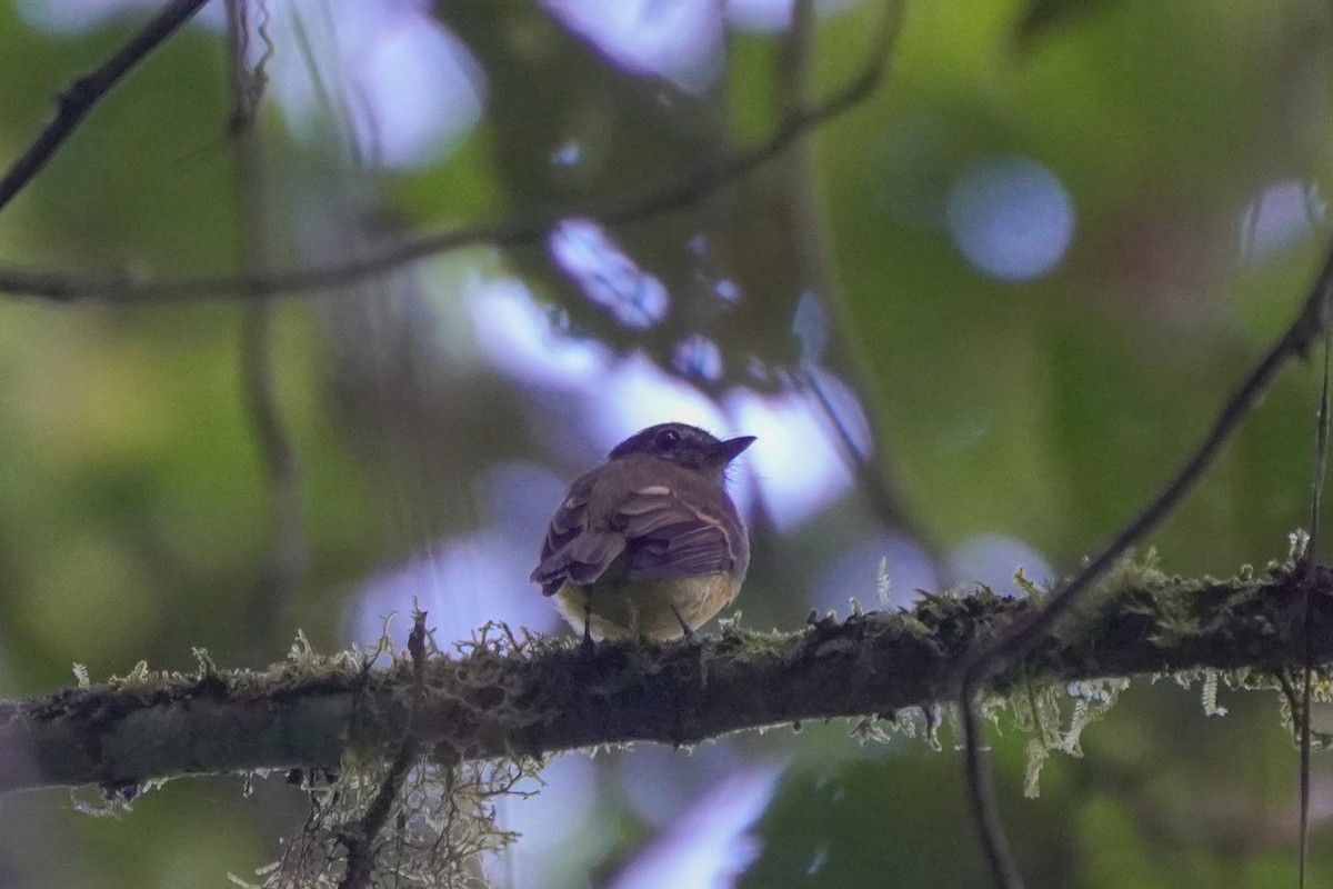 Tawny-chested Flycatcher - ML636317169