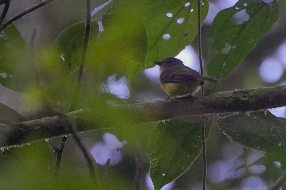 Tawny-chested Flycatcher - ML636317170