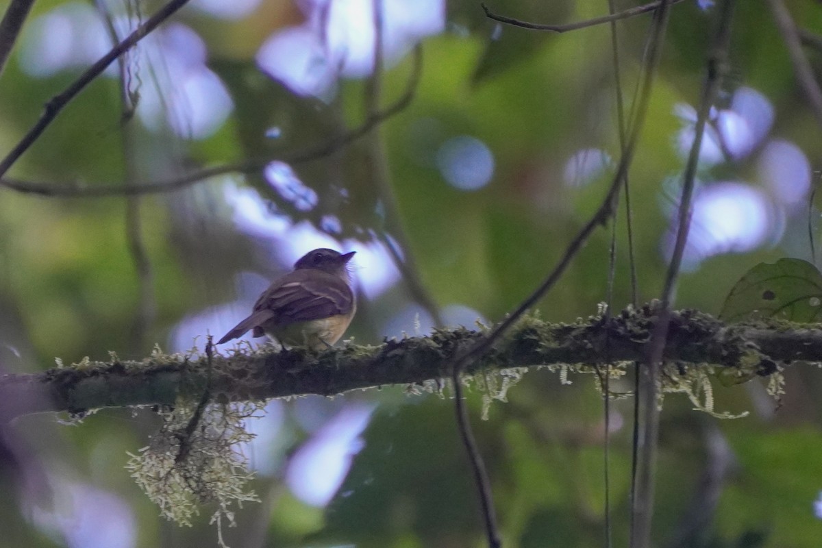 Tawny-chested Flycatcher - ML636317171