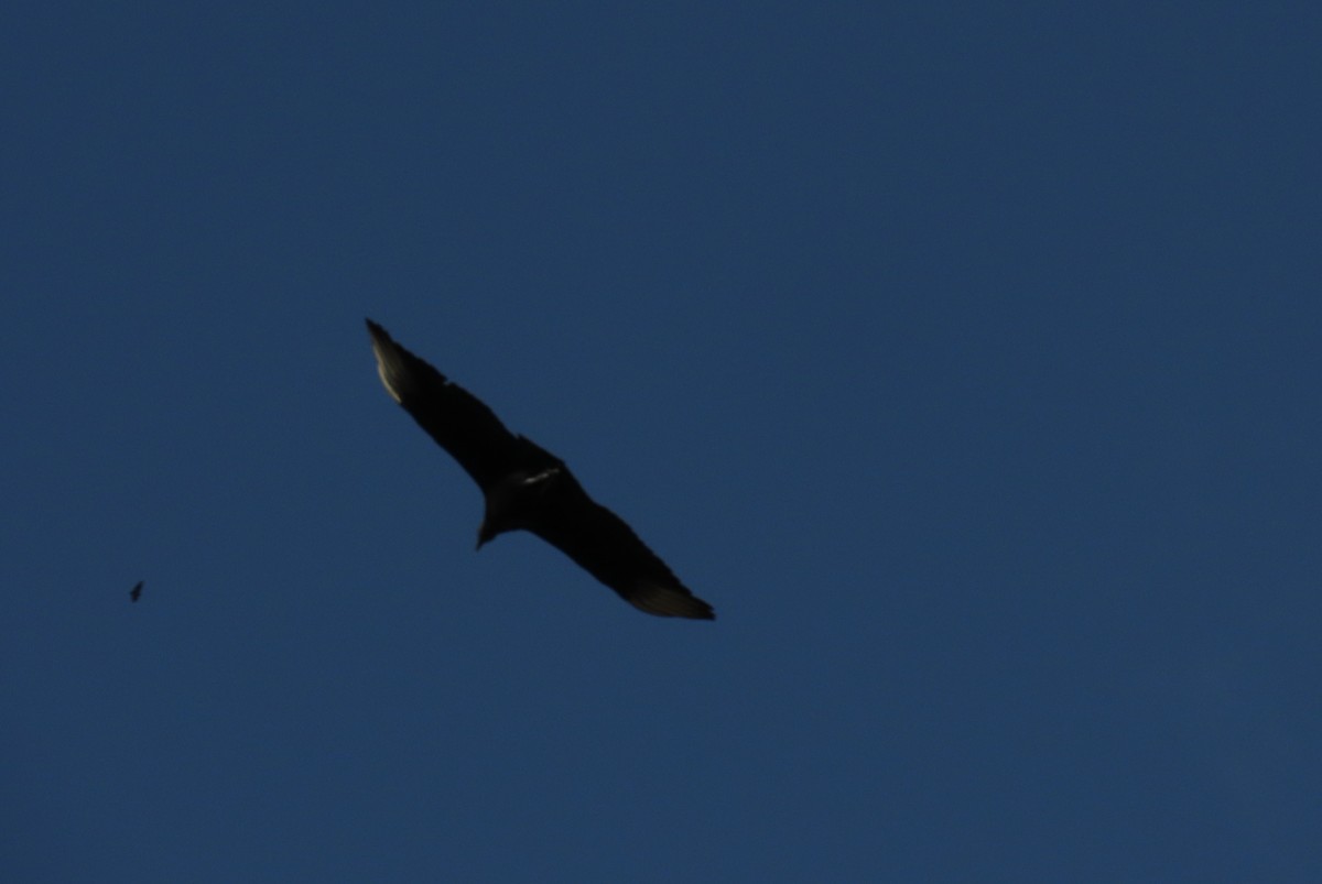 Black Vulture - ML636317175