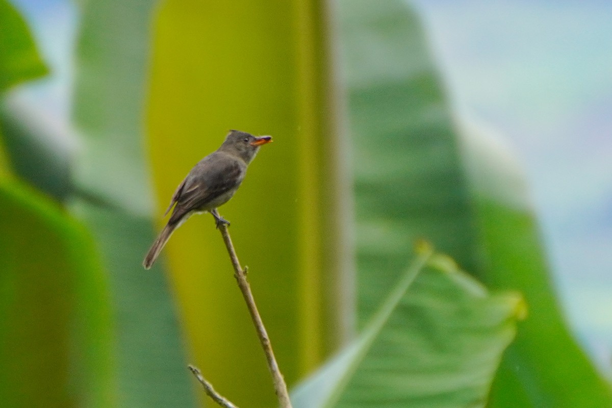 Dark Pewee - ML636317201