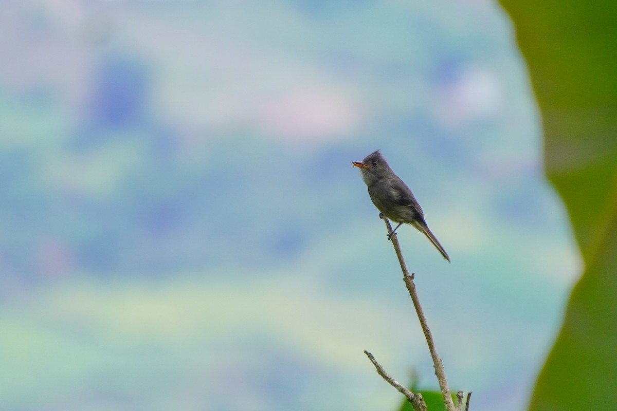 Dark Pewee - ML636317203