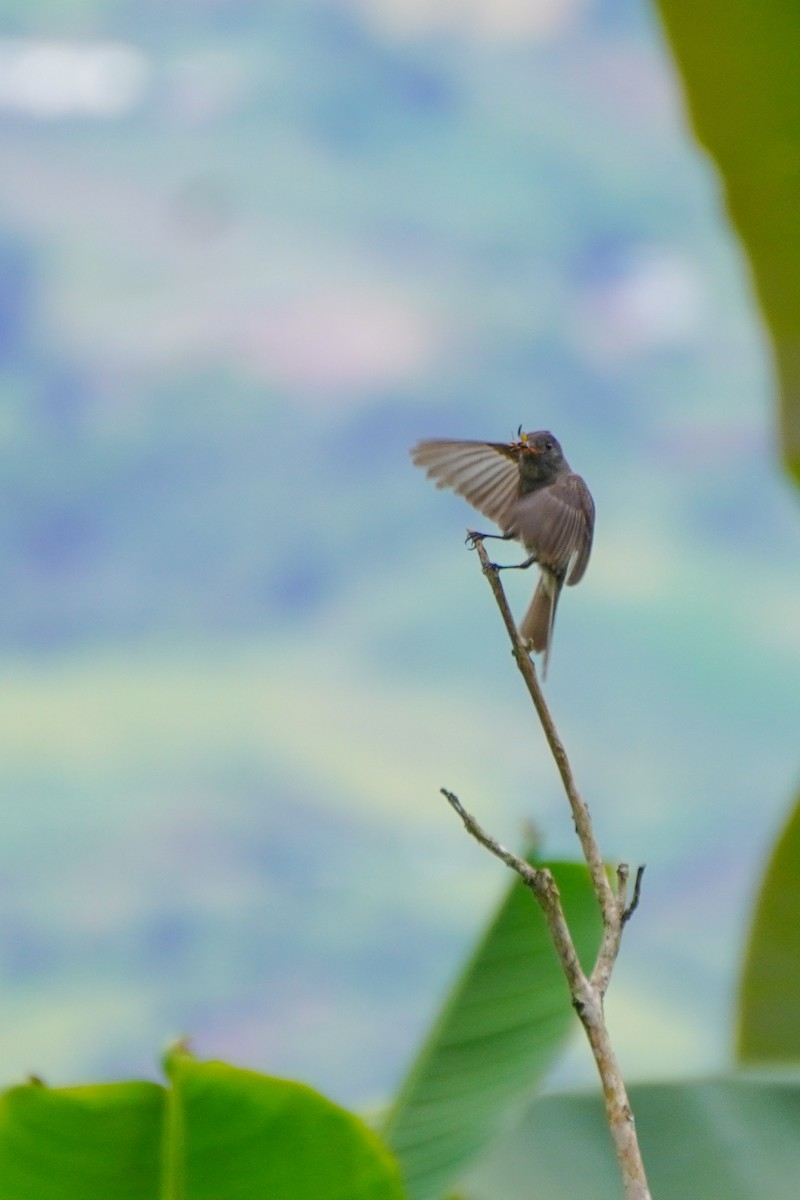 Dark Pewee - ML636317204
