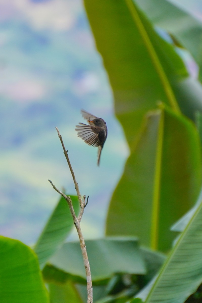 Dark Pewee - ML636317205