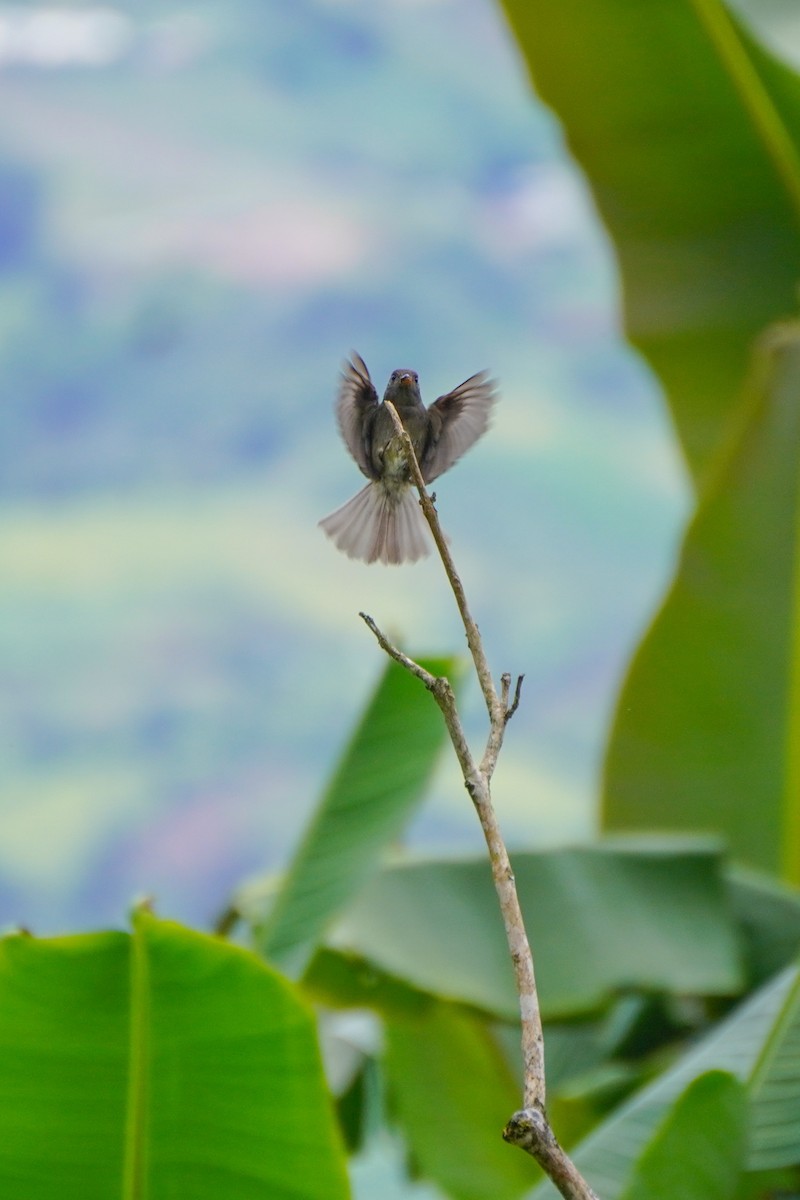 Dark Pewee - ML636317206