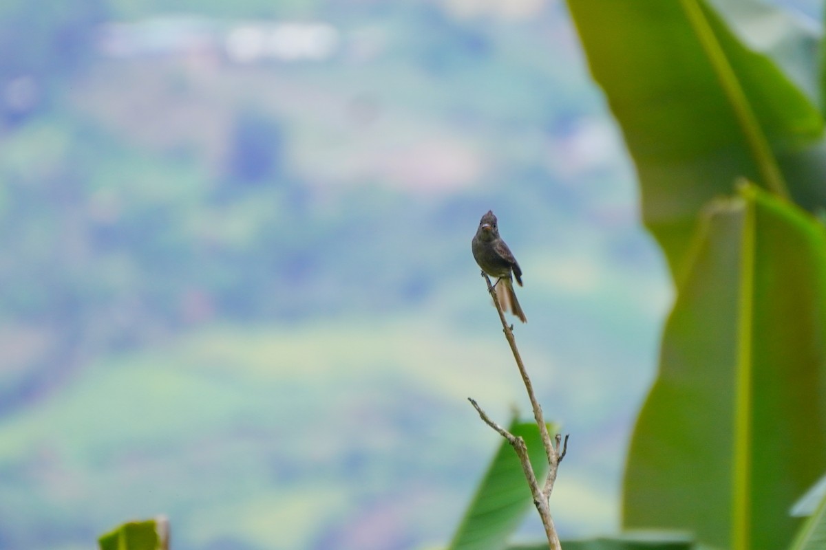 Dark Pewee - ML636317207