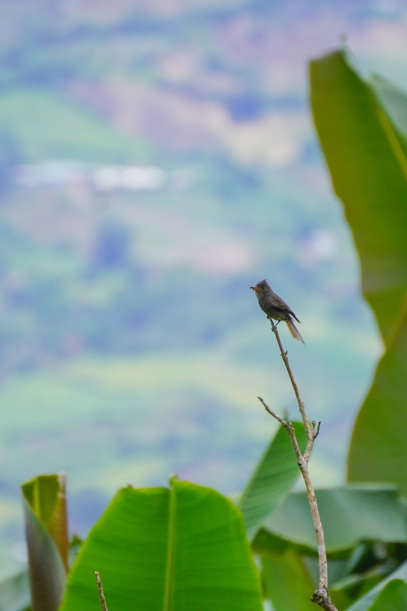 Dark Pewee - ML636317208