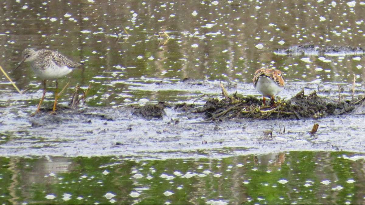Lesser Yellowlegs - ML636317257