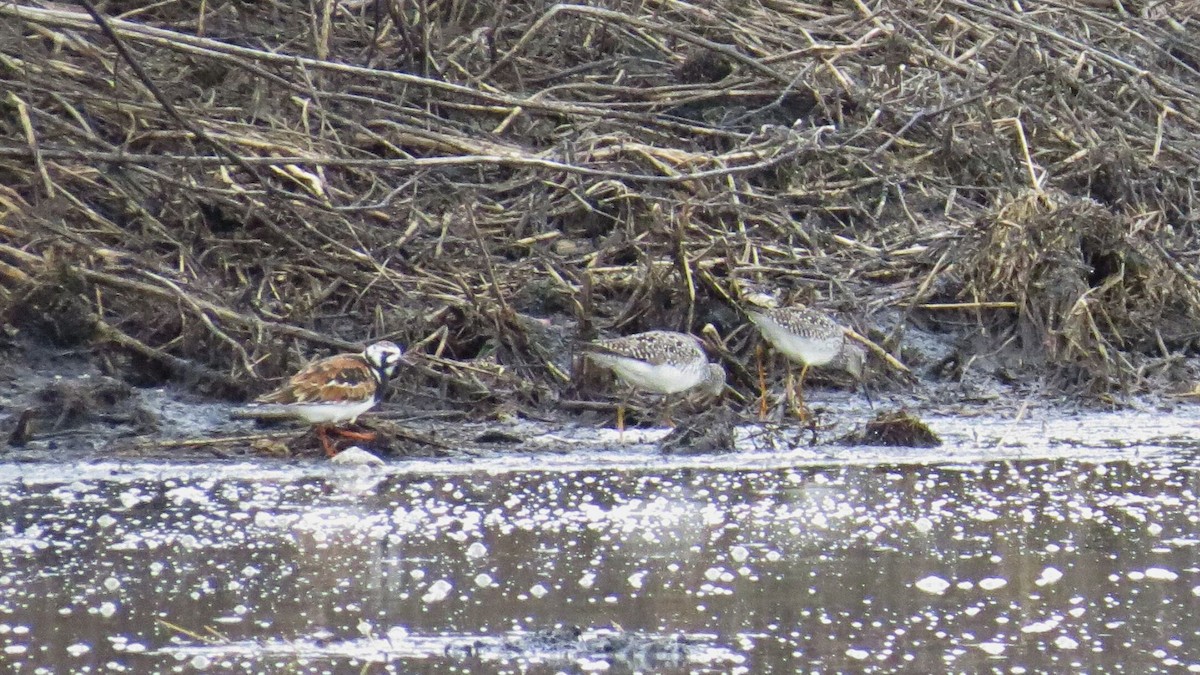 Lesser Yellowlegs - ML636317267