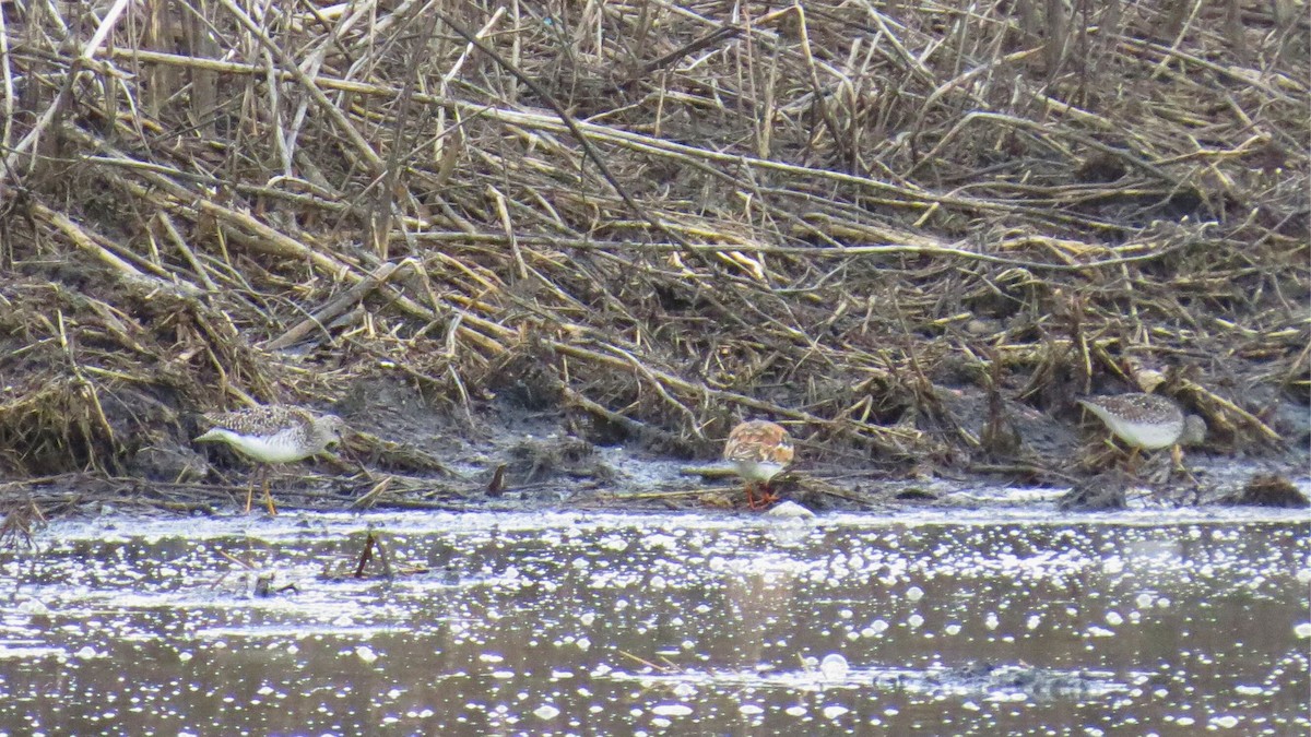 Lesser Yellowlegs - ML636317275