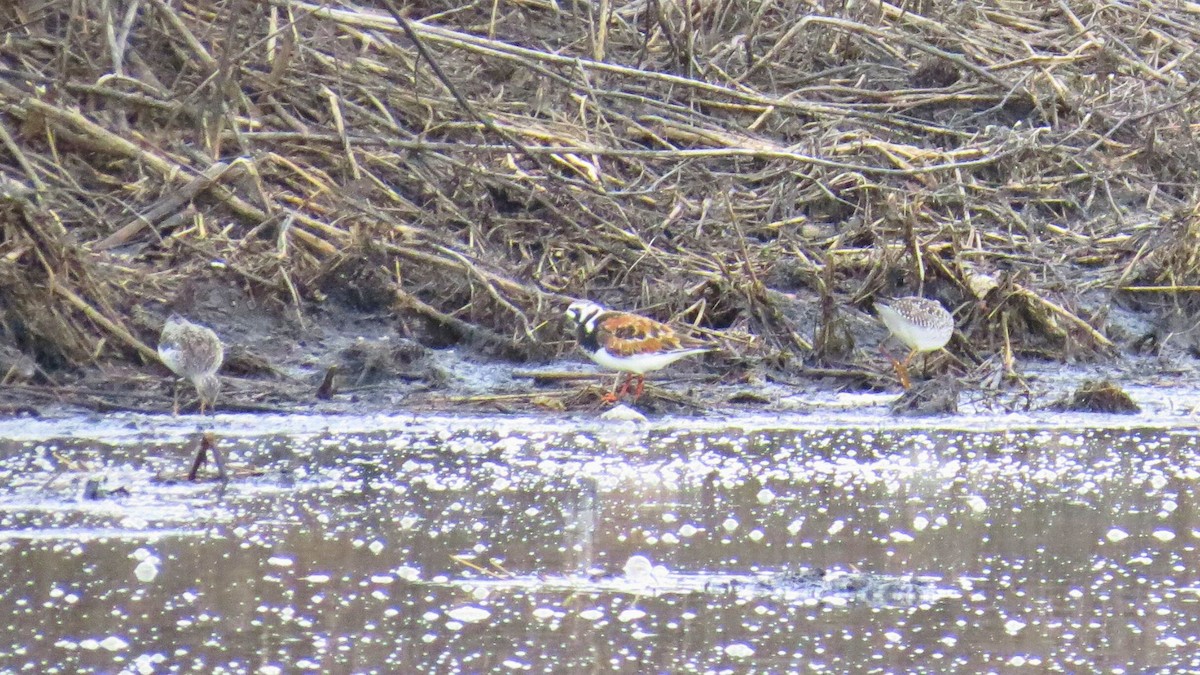 Lesser Yellowlegs - ML636317277
