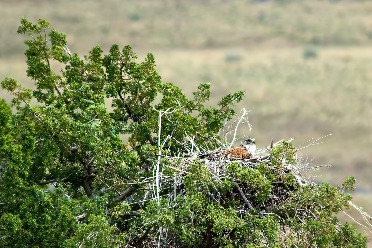 Ferruginous Hawk - ML636317318