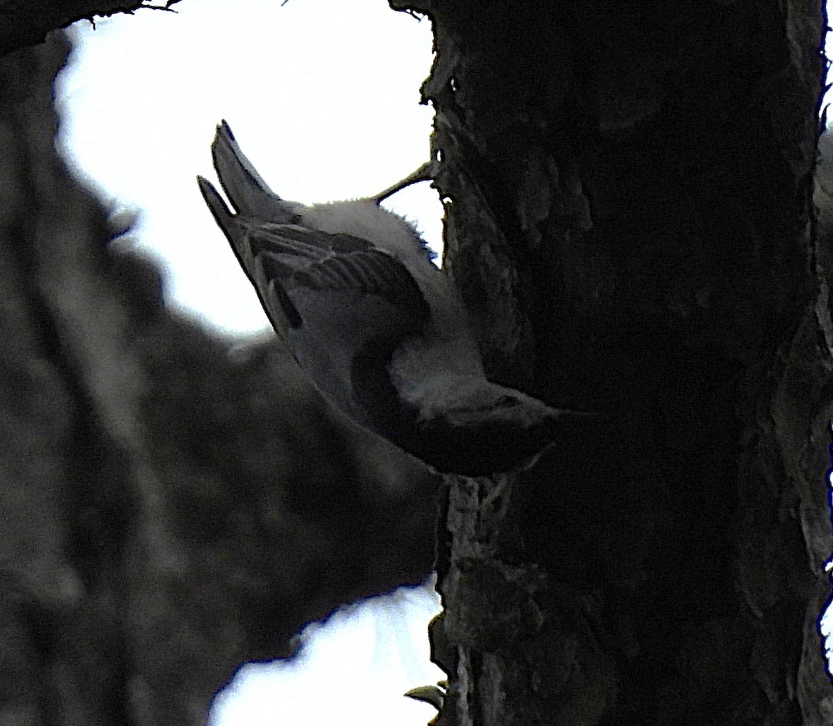 White-breasted Nuthatch - ML636317323