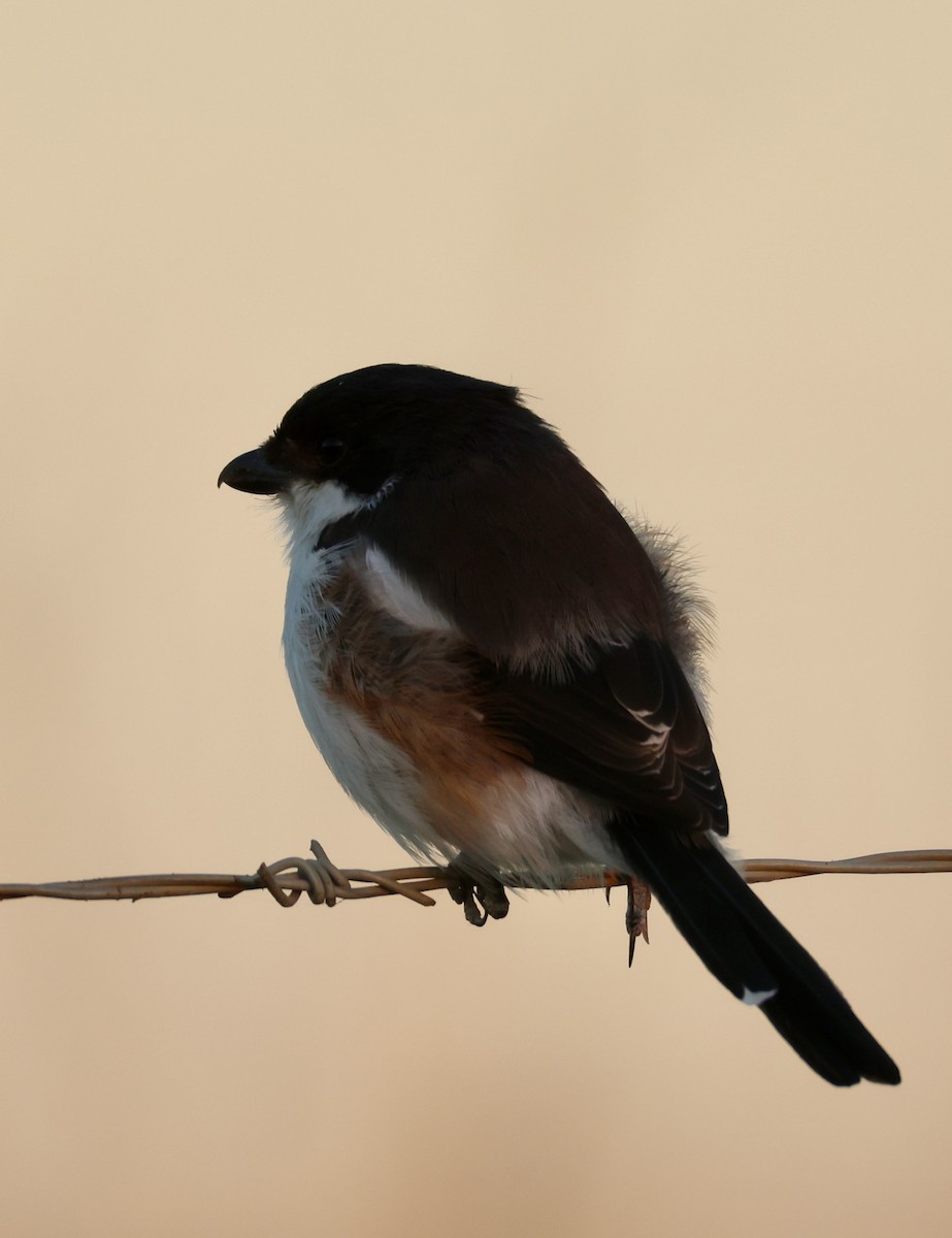 Southern Fiscal - ML636317492