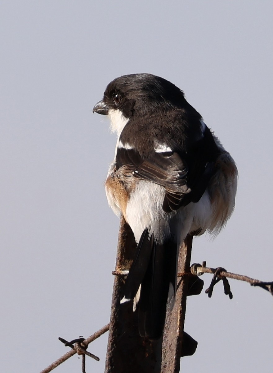 Southern Fiscal - ML636317518