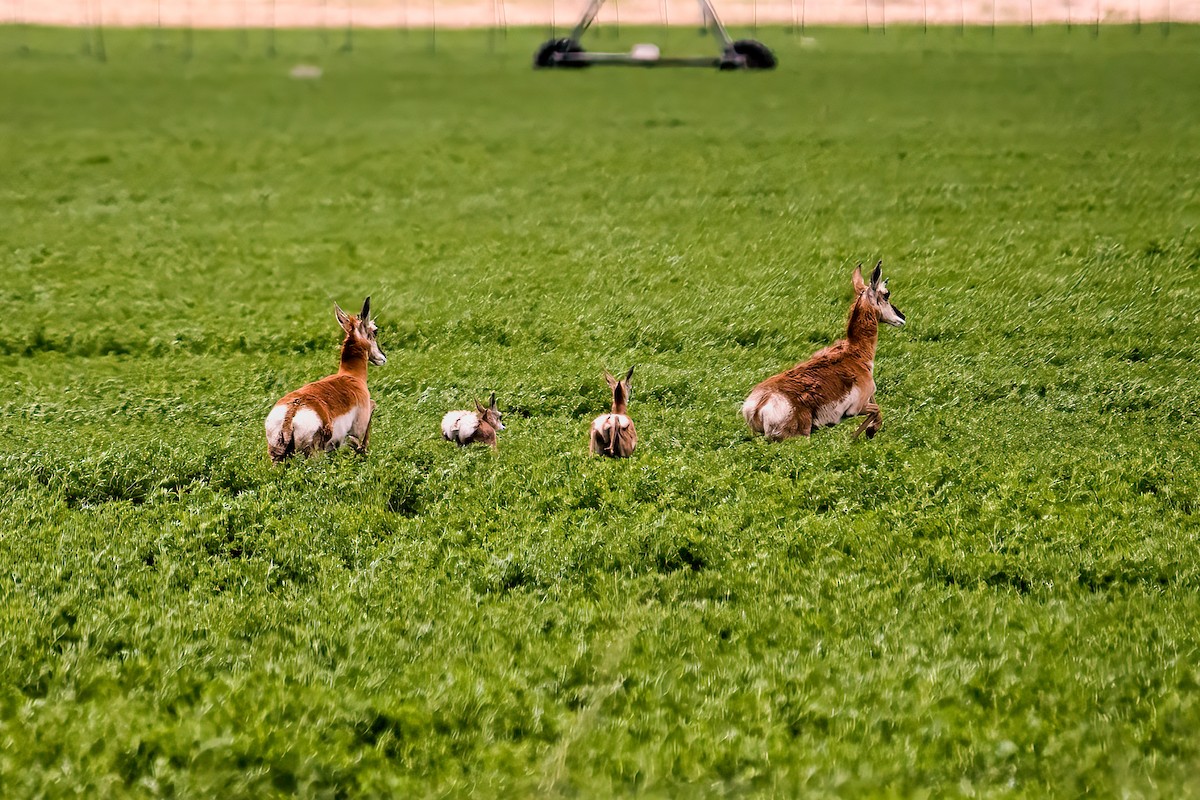 Animals - ML636317522