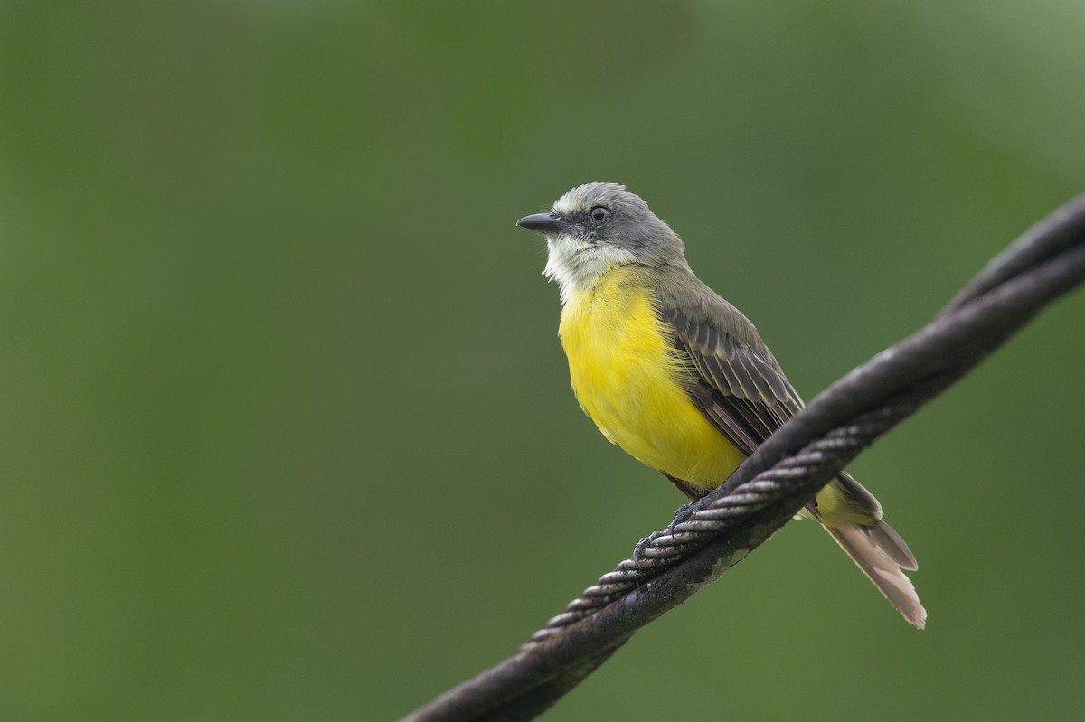 Gray-capped Flycatcher - ML636317527