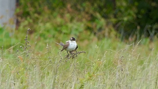Fork-tailed Flycatcher - ML636317541