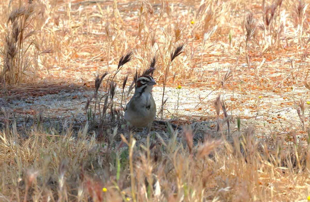 Lark Sparrow - ML636317607