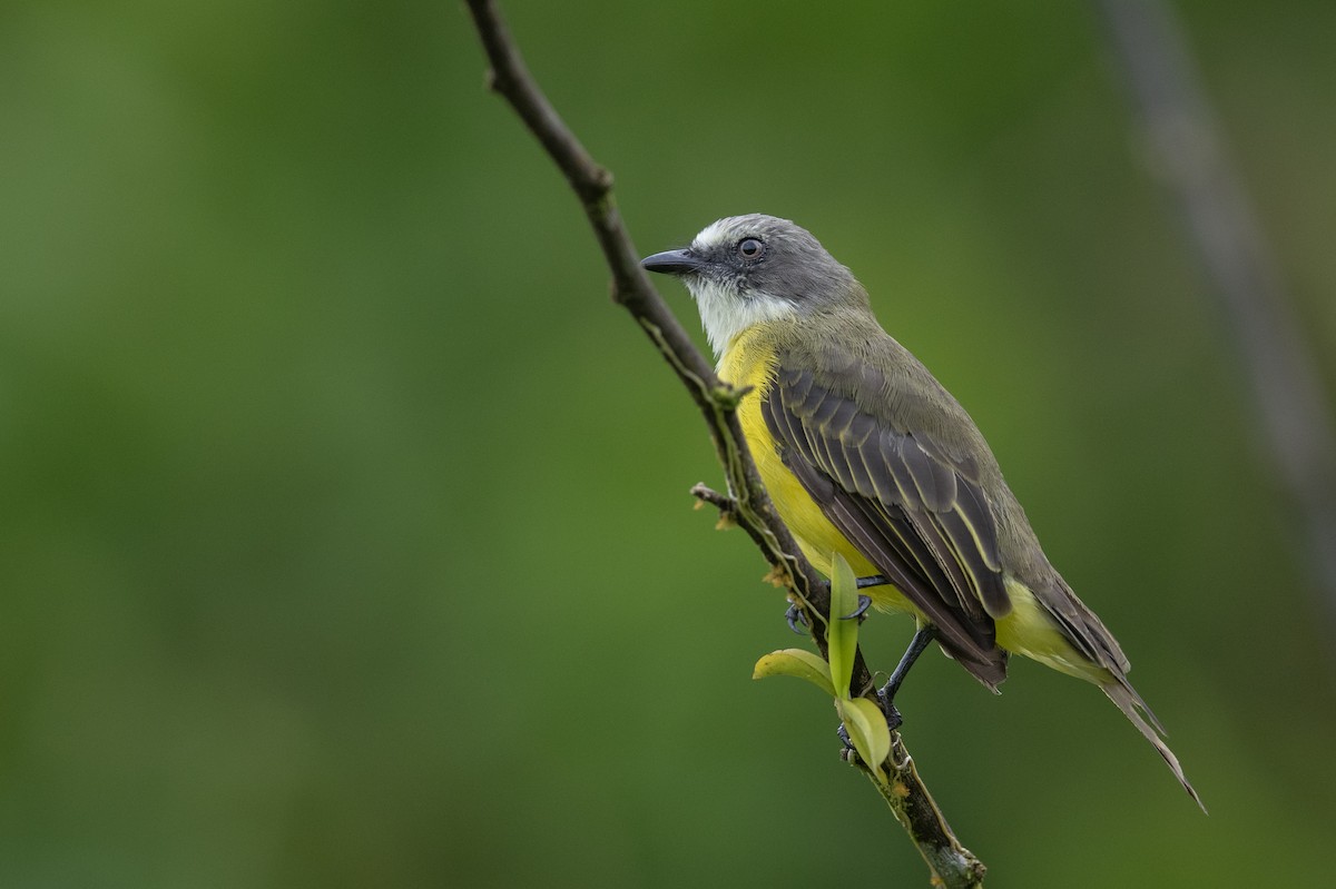 Gray-capped Flycatcher - ML636317706