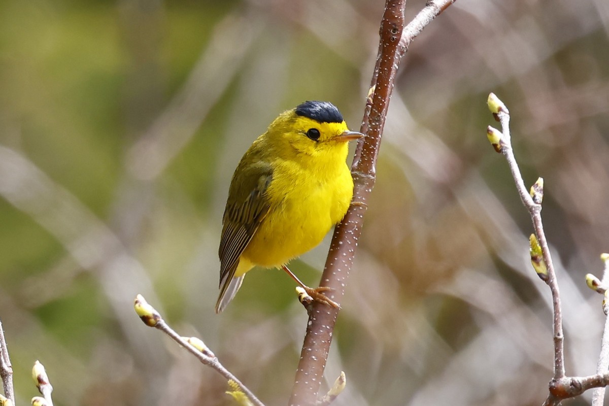 Wilson's Warbler - ML636317736
