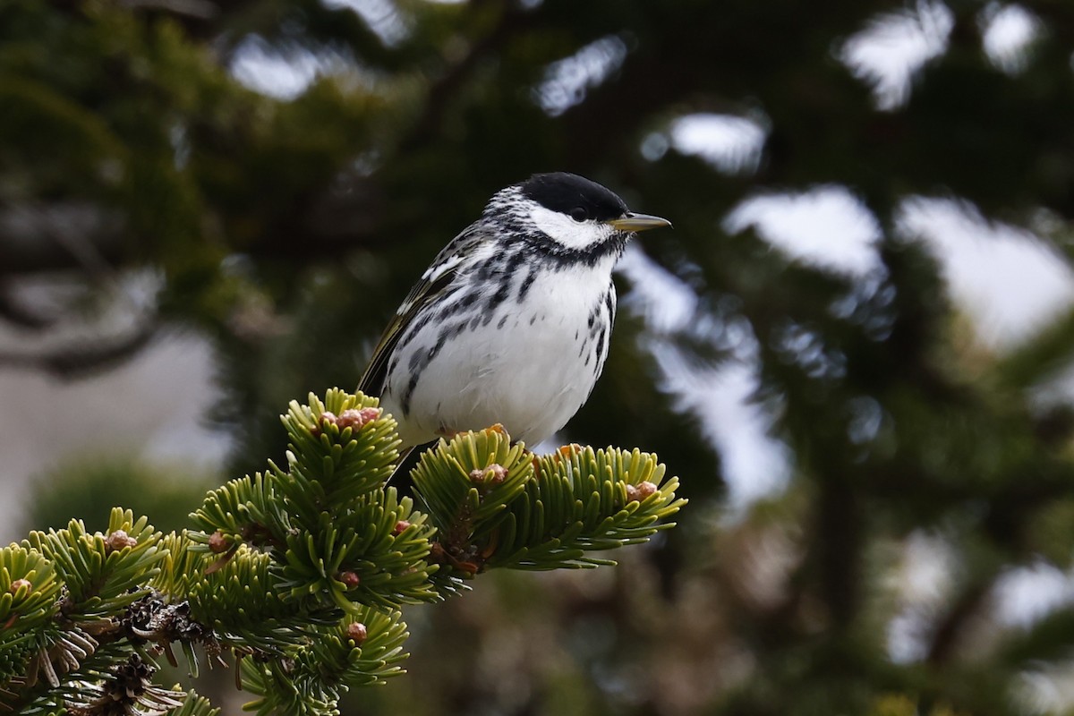 Blackpoll Warbler - ML636317786