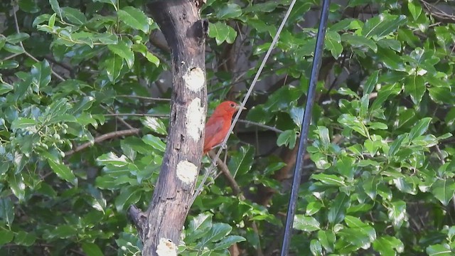 Summer Tanager - ML636317850